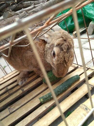 娱乐吃瓜小兔子,娱乐圈吃瓜小兔子的幕后故事